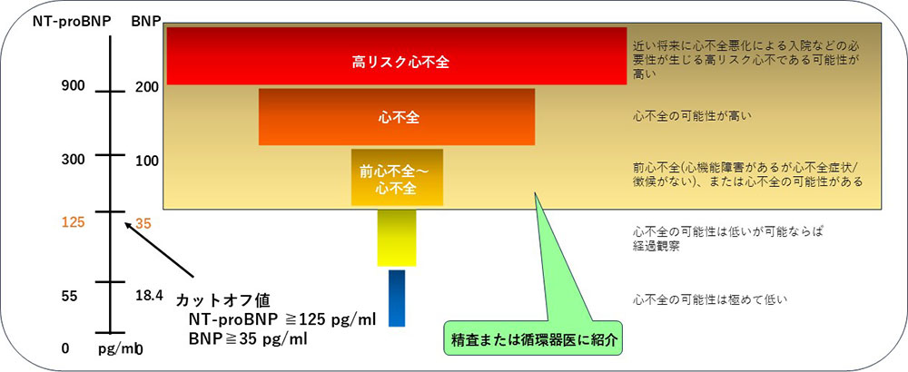 日本心不全学会、血中BNPやNT-proBNPを用いた心不全診療に関するステートメント2023年改訂版の図を参照し改変したもの